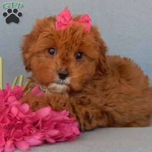 Penny, Cavapoo Puppy